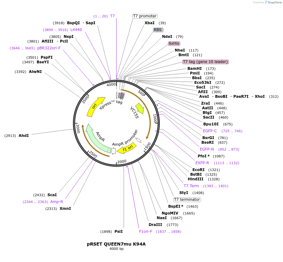 129368-plasmid-map-sequence-id-259972