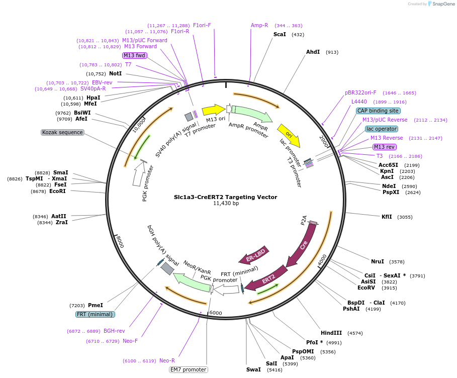 129409-plasmid-map-sequence-id-259973