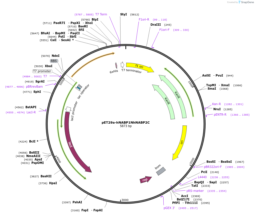 128312-plasmid-map-sequence-id-259982