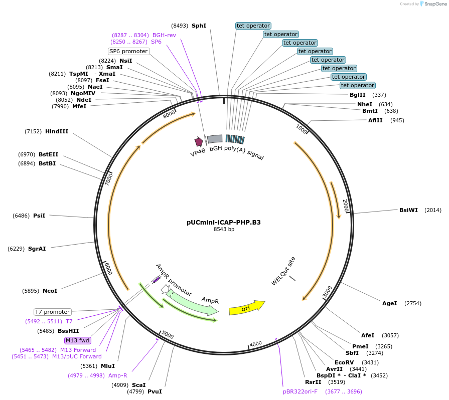 103004-plasmid-map-sequence-id-259997
