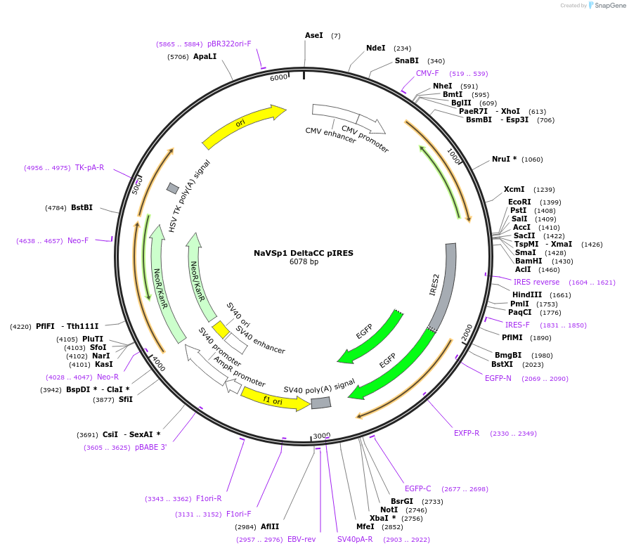 128084-plasmid-map-sequence-id-260008