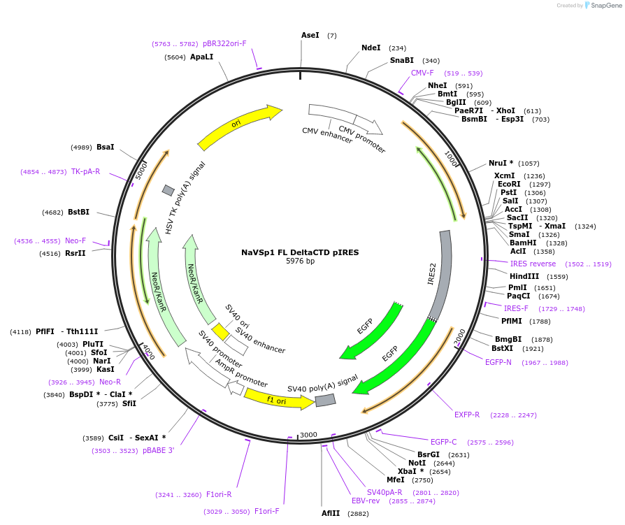 128077-plasmid-map-sequence-id-260011