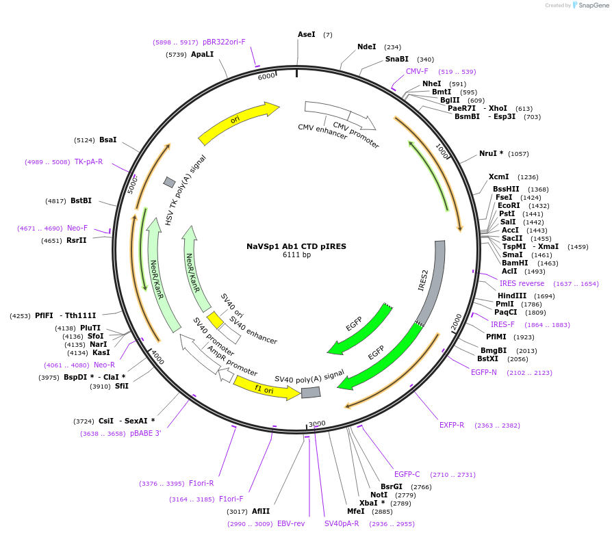 128082-plasmid-map-sequence-id-260015