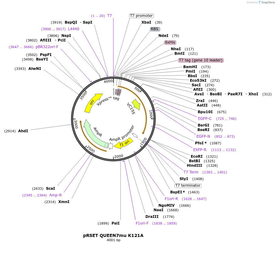 129375-plasmid-map-sequence-id-260017