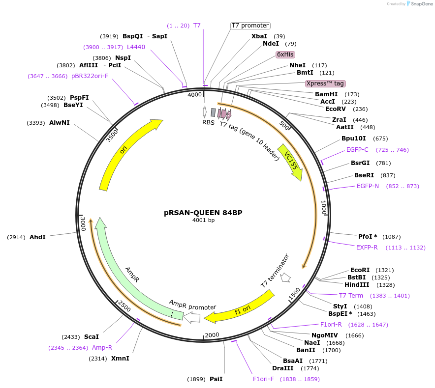 129378-plasmid-map-sequence-id-260022