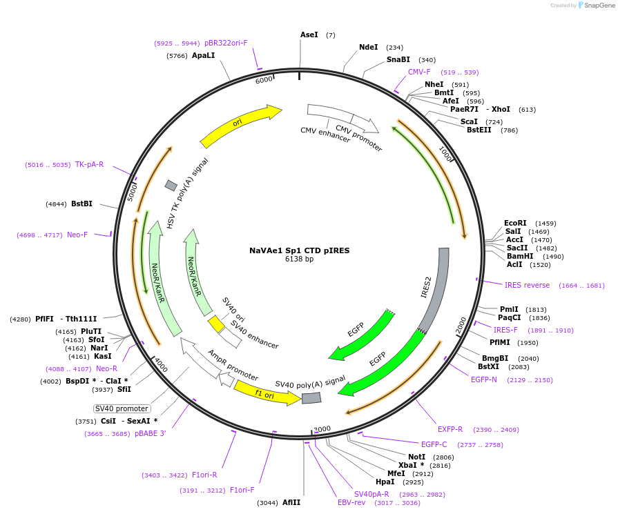 128085-plasmid-map-sequence-id-260026
