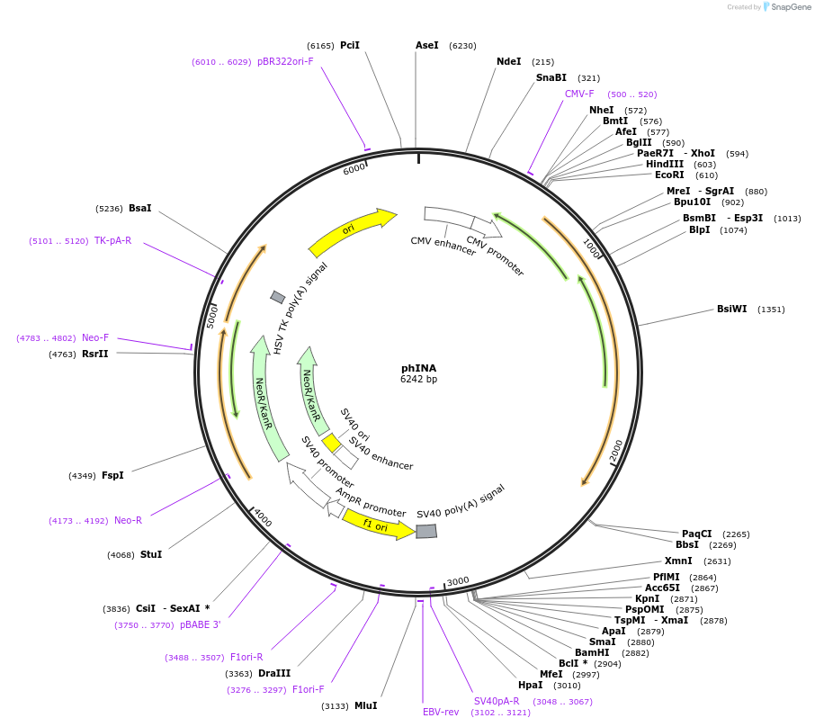 132606-plasmid-map-sequence-id-260030