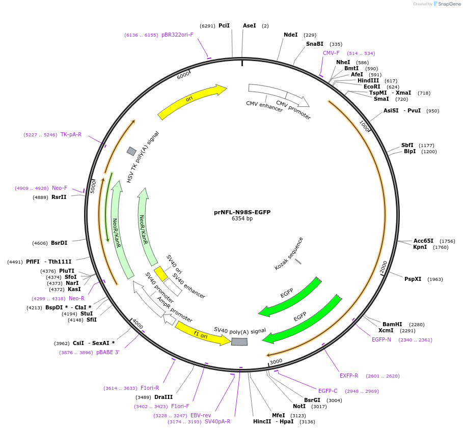 132600-plasmid-map-sequence-id-260031