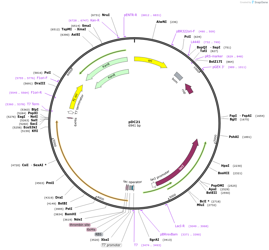 131367-plasmid-map-sequence-id-260048