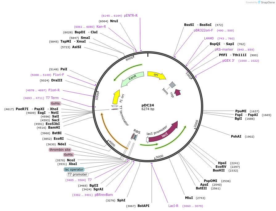 131368-plasmid-map-sequence-id-260053