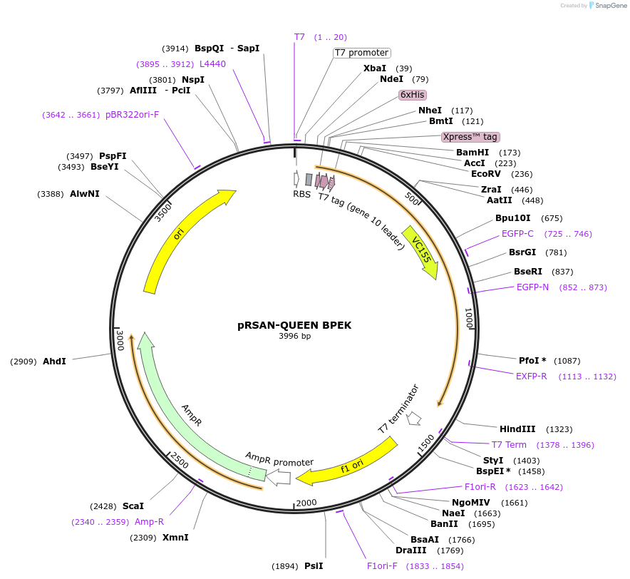 129379-plasmid-map-sequence-id-260055