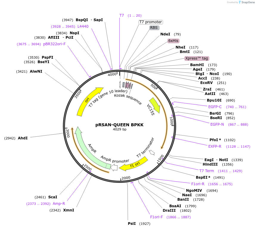 129381-plasmid-map-sequence-id-260057