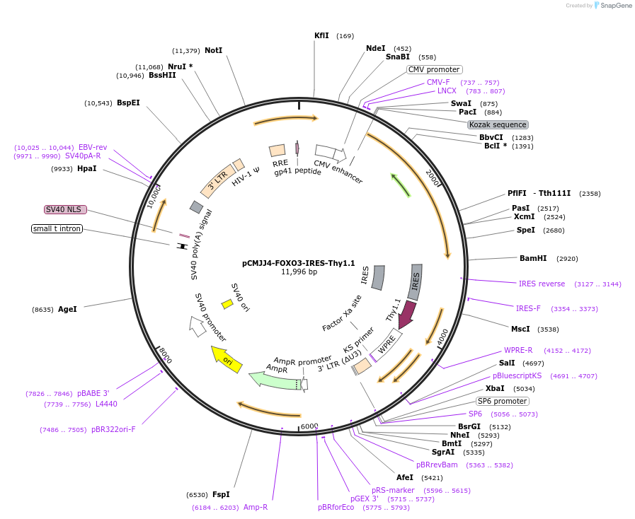 132703-plasmid-map-sequence-id-260061