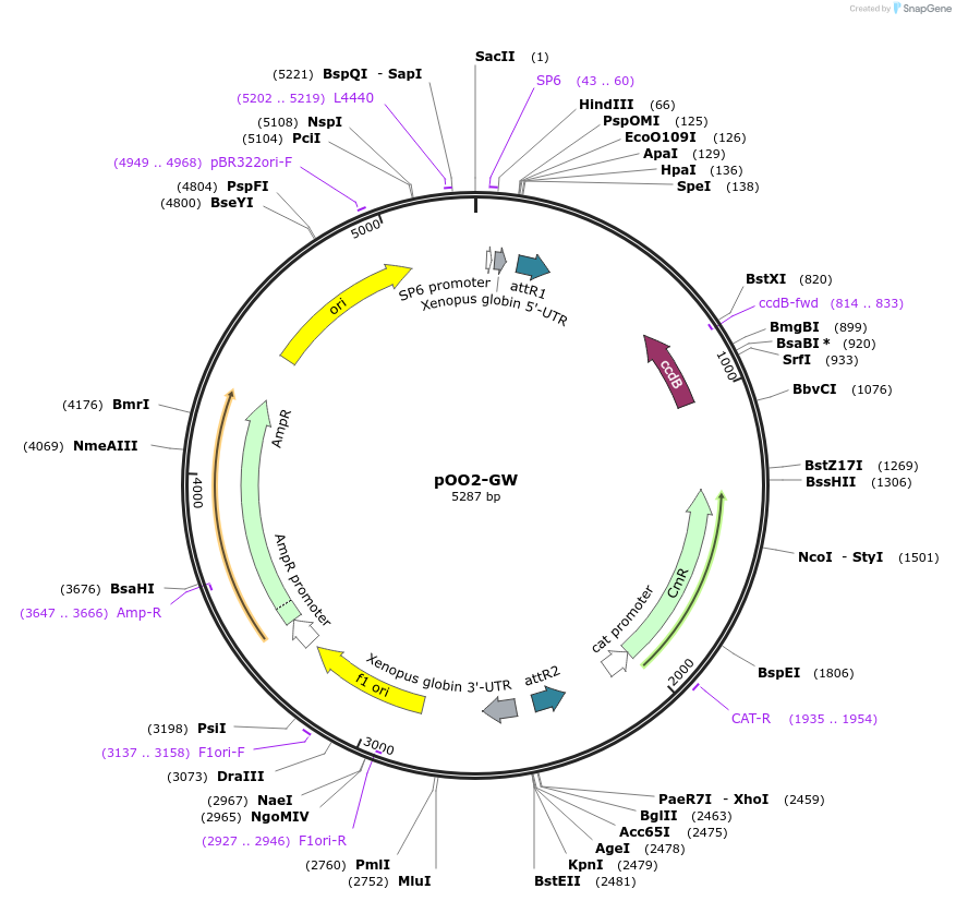 135097-plasmid-map-sequence-id-260068