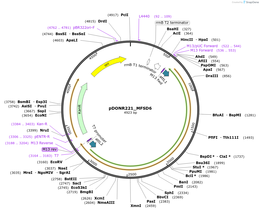 131953-plasmid-map-sequence-id-260078
