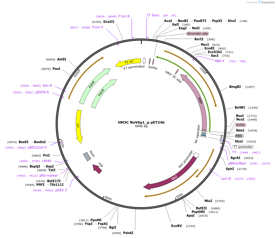 127852-plasmid-map-sequence-id-260088