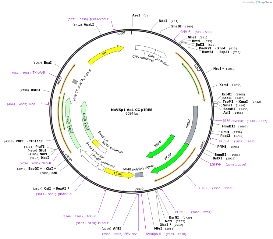 128079-plasmid-map-sequence-id-260100