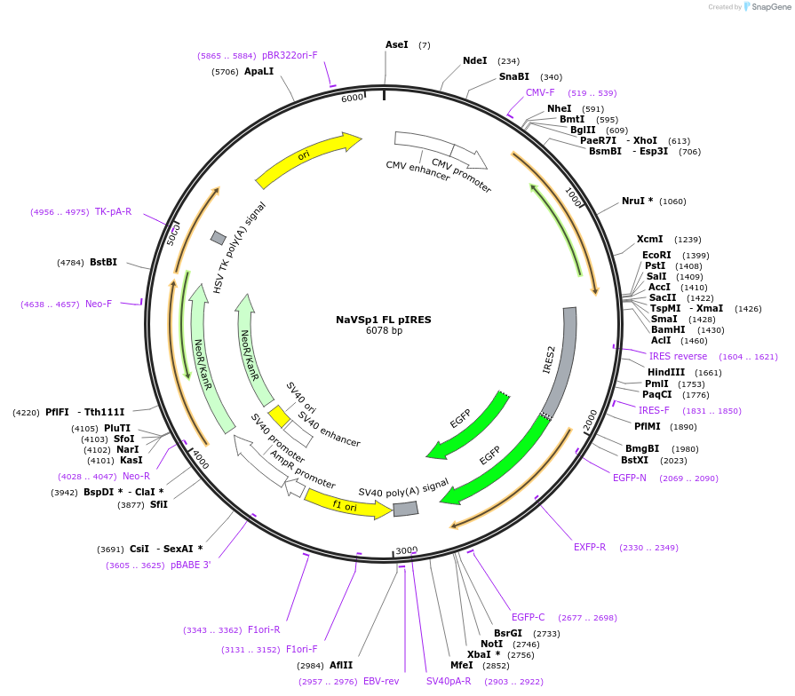 128075-plasmid-map-sequence-id-260101