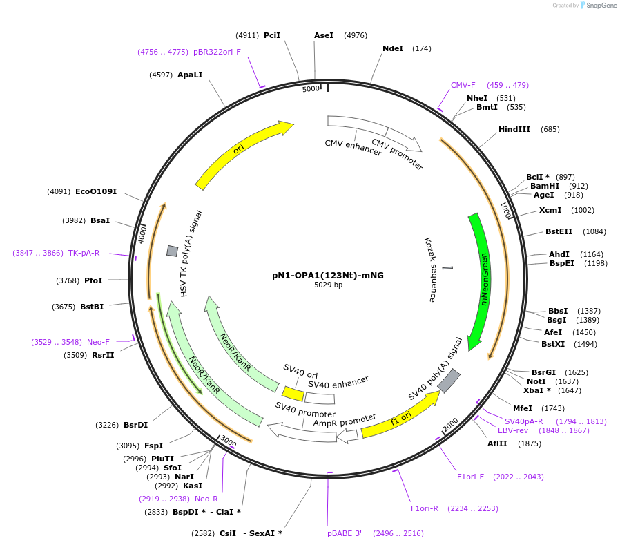 129344-plasmid-map-sequence-id-260107