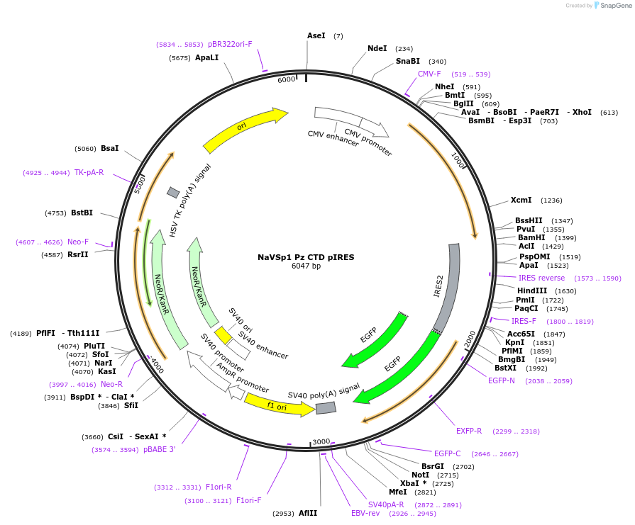 128083-plasmid-map-sequence-id-260108