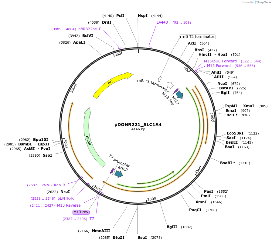 131962-plasmid-map-sequence-id-260110