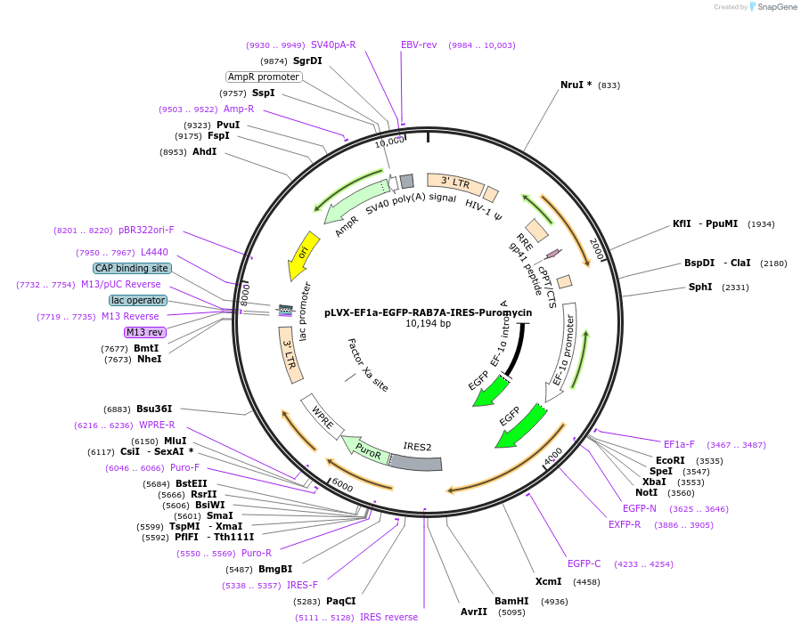 133027-plasmid-map-sequence-id-260116