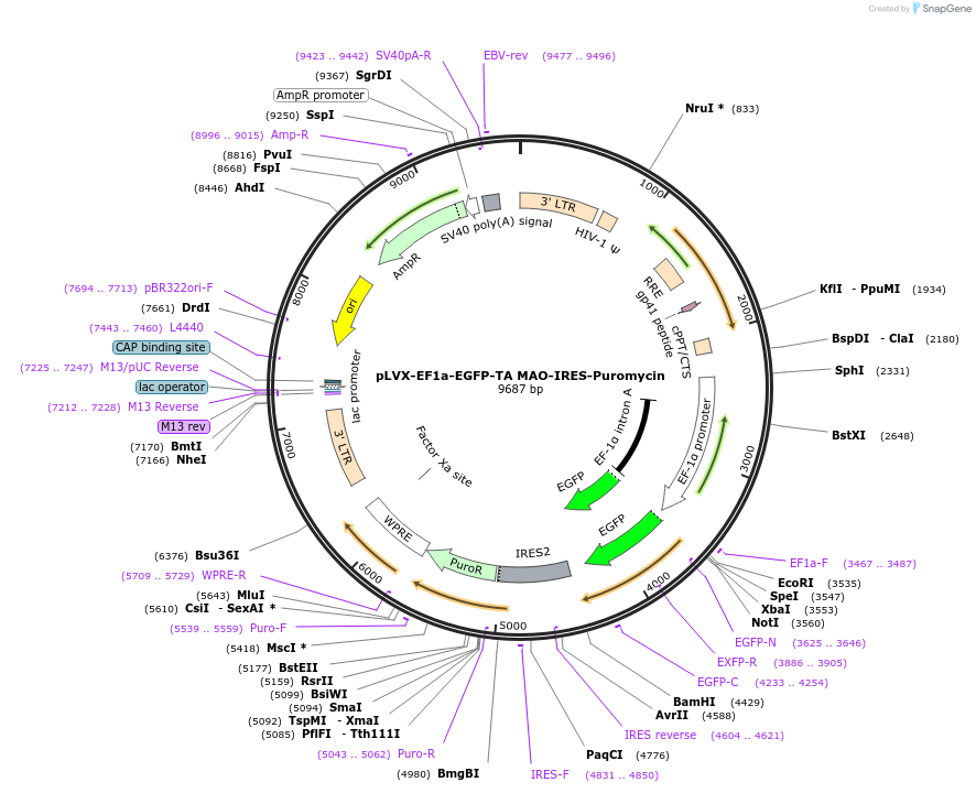 133025-plasmid-map-sequence-id-260117