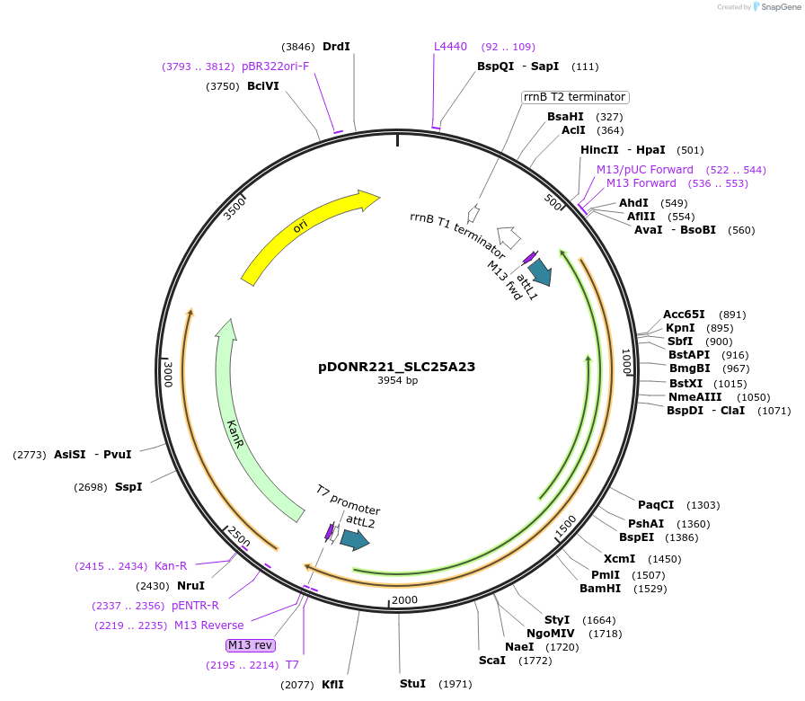 131968-plasmid-map-sequence-id-260121