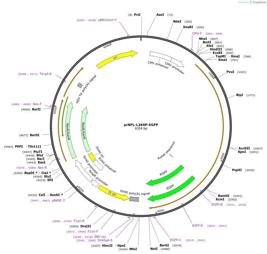 132601-plasmid-map-sequence-id-260178