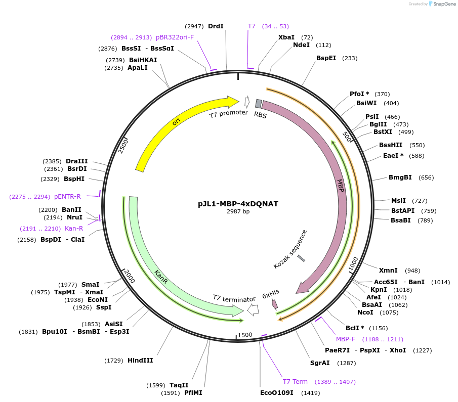 128390-plasmid-map-sequence-id-260183