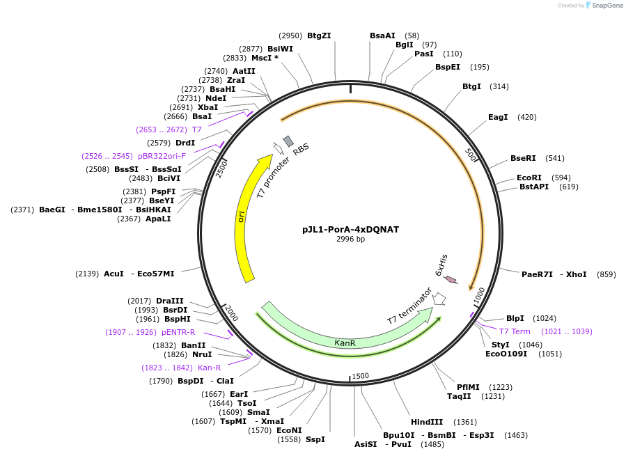128392-plasmid-map-sequence-id-260186