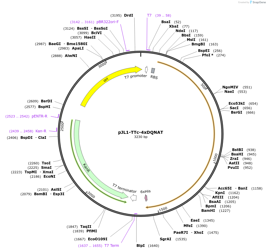 128393-plasmid-map-sequence-id-260187