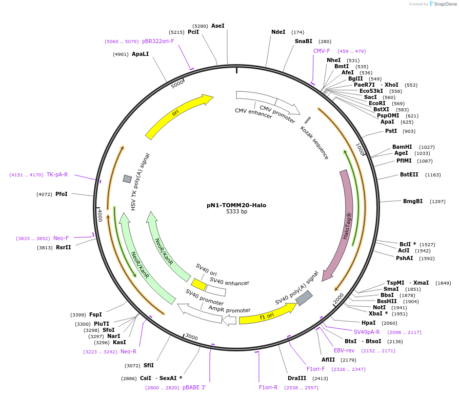 129348-plasmid-map-sequence-id-260188