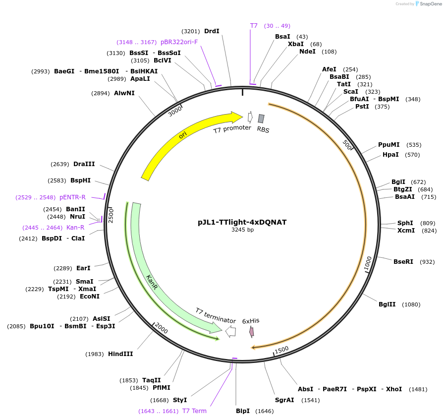 128394-plasmid-map-sequence-id-260189