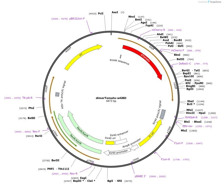 129635-plasmid-map-sequence-id-260192