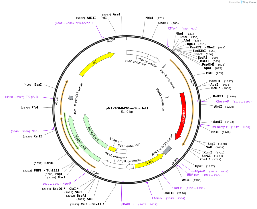 129346-plasmid-map-sequence-id-260193