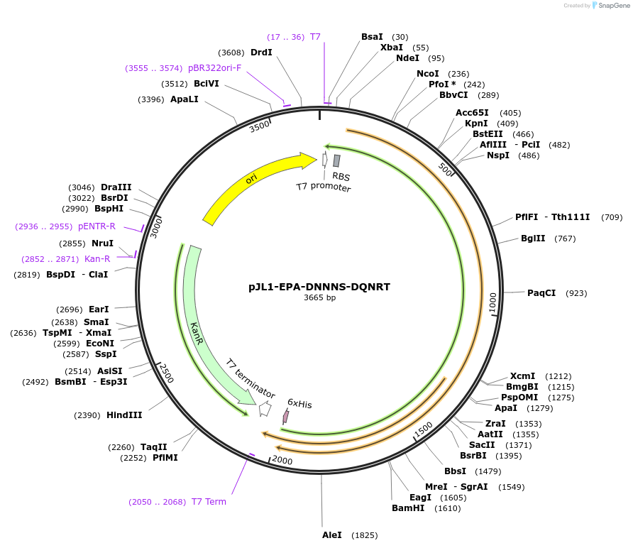128397-plasmid-map-sequence-id-260195