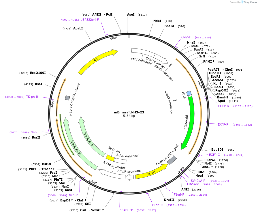 54115-plasmid-map-sequence-id-260199