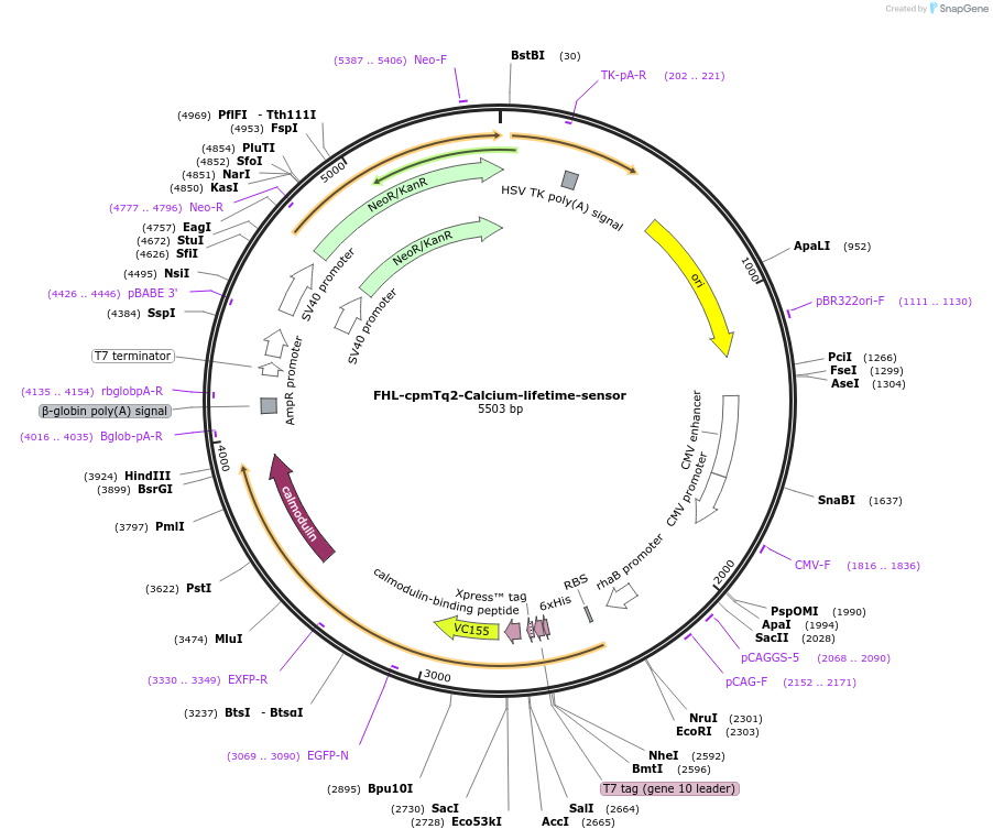 129628-plasmid-map-sequence-id-260204
