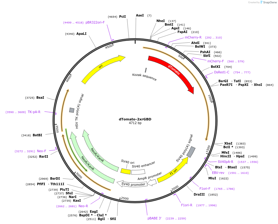 129625-plasmid-map-sequence-id-260216
