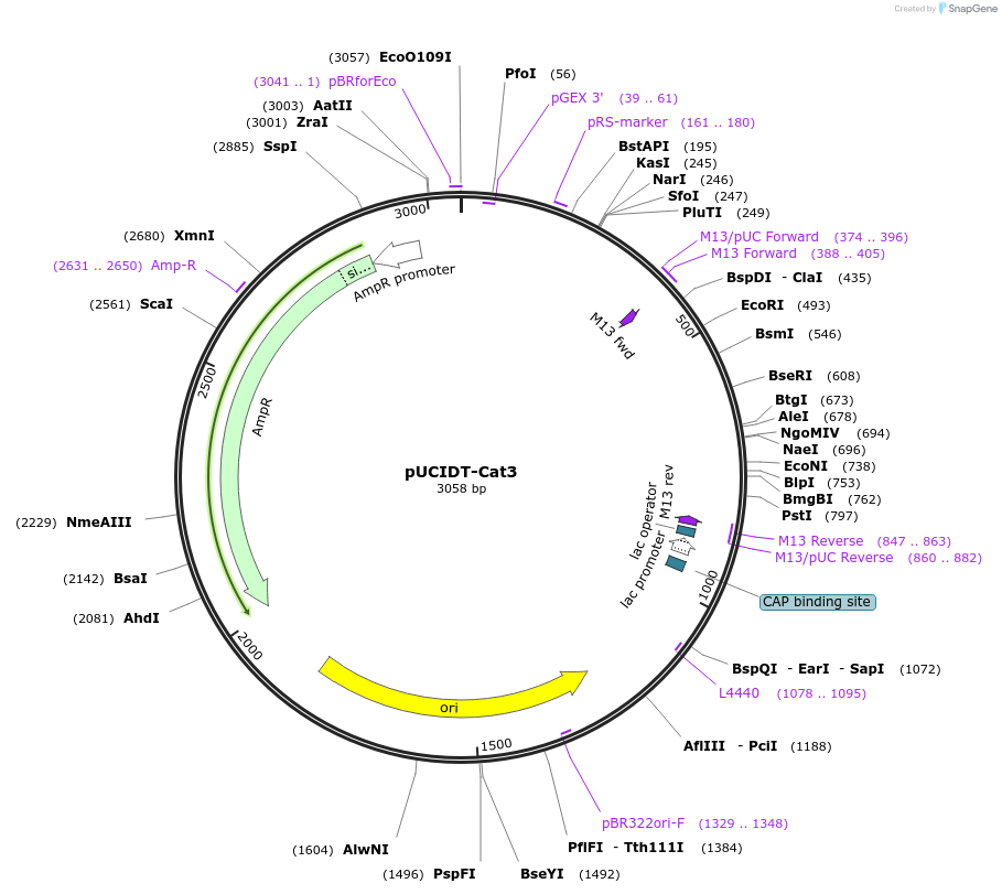 132754-plasmid-map-sequence-id-260218
