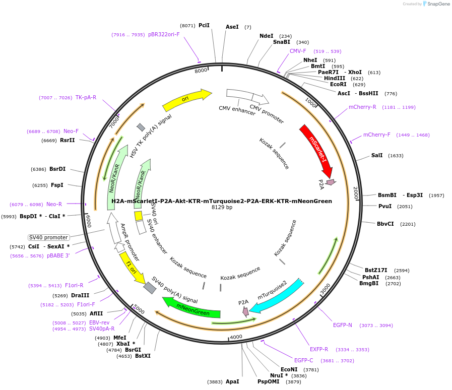 129631-plasmid-map-sequence-id-260221