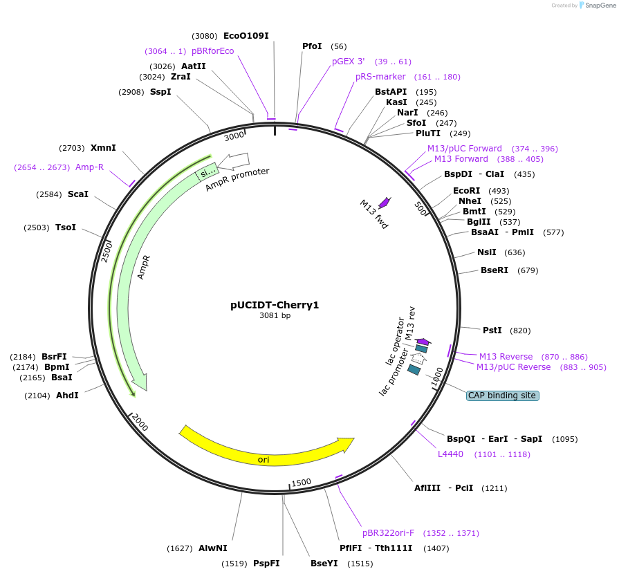 132751-plasmid-map-sequence-id-260223