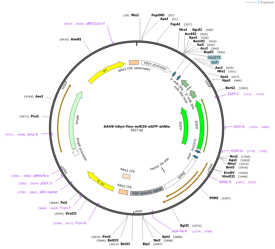 132717-plasmid-map-sequence-id-260224