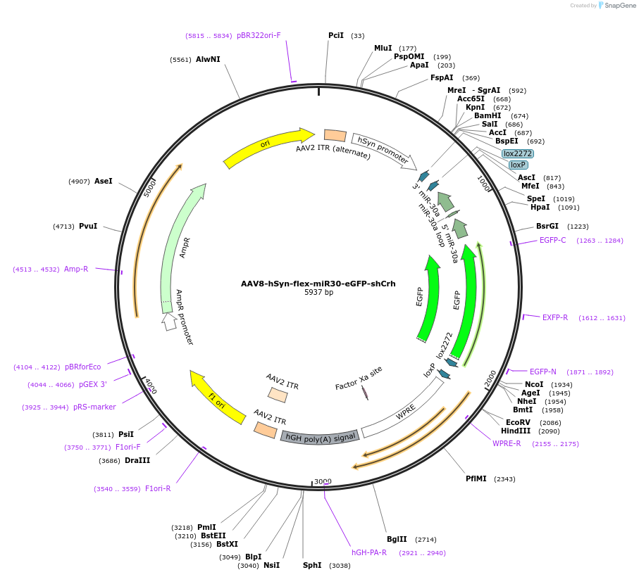 132715-plasmid-map-sequence-id-260225