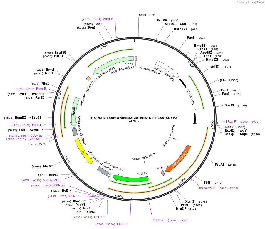 129629-plasmid-map-sequence-id-260251