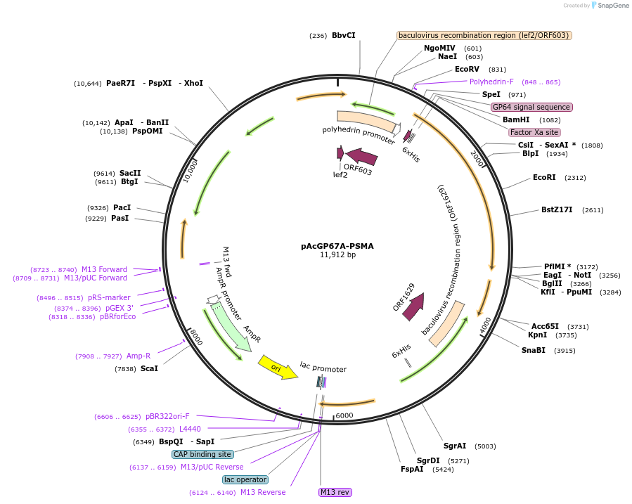 11524-plasmid-map-sequence-id-260253