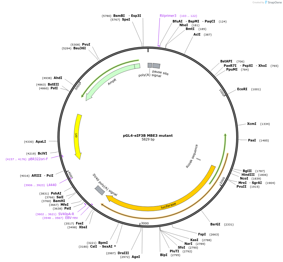 133310-plasmid-map-sequence-id-260256