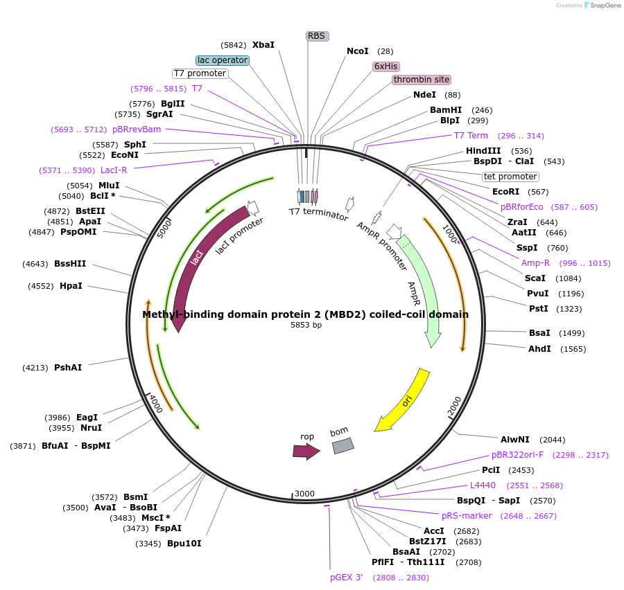 132721-plasmid-map-sequence-id-260259