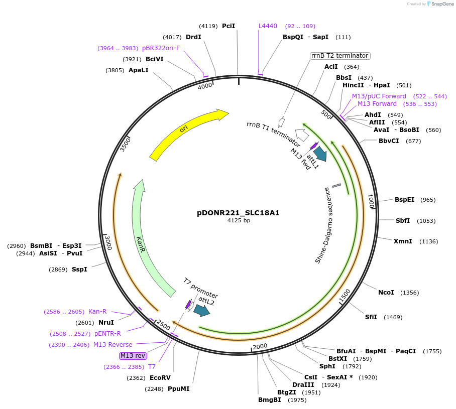 131985-plasmid-map-sequence-id-260399